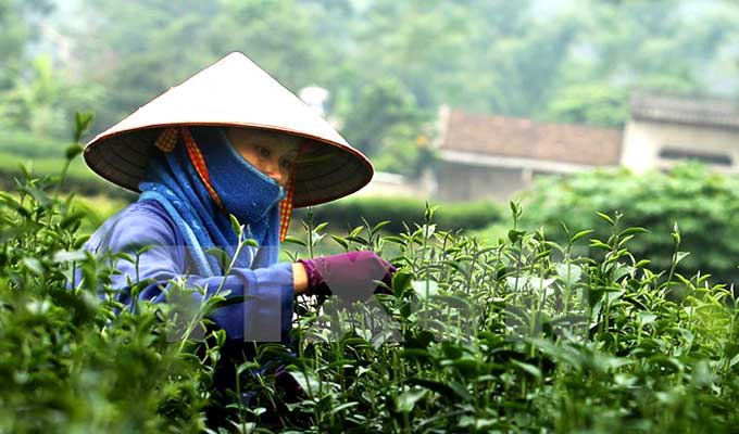 Tea festival attracts international participants