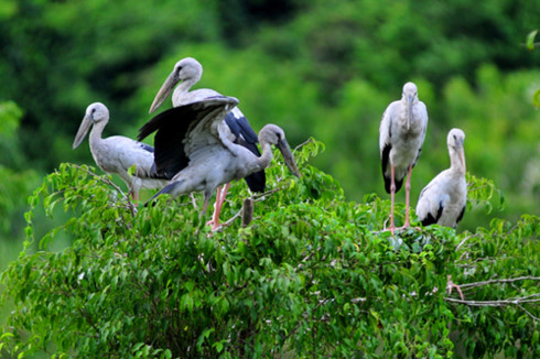 Thung Nham - a green oasis