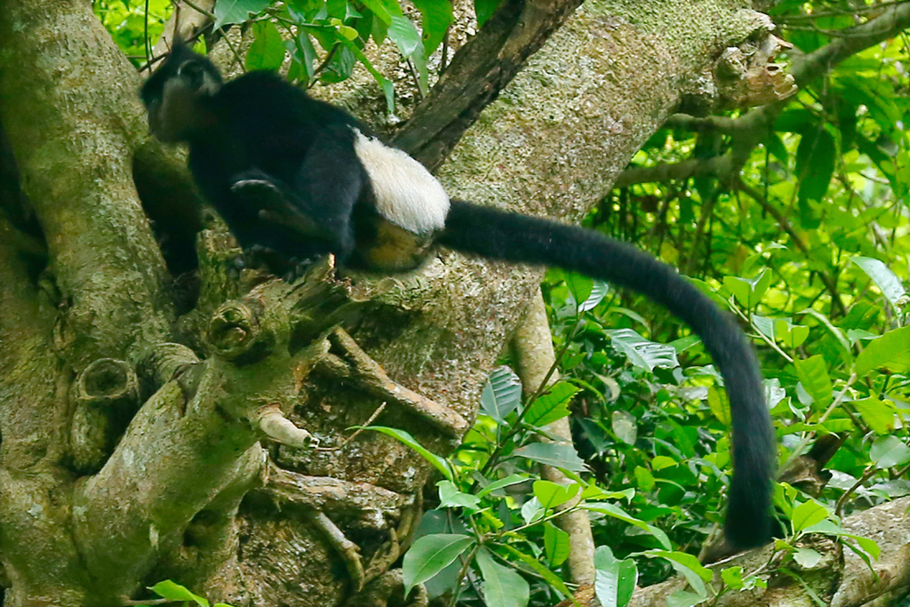 Ninh Binh takes measures to preserve biodiversity