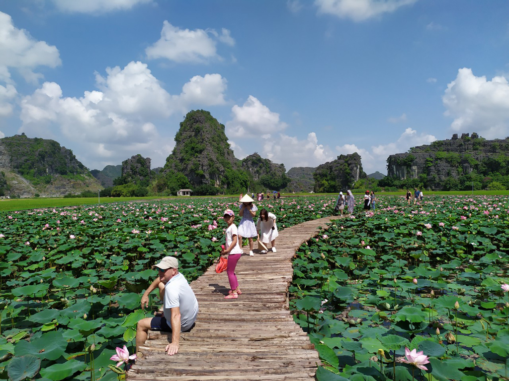 Lotus pond in Mua Cave - An attractive spot for tourists in summer