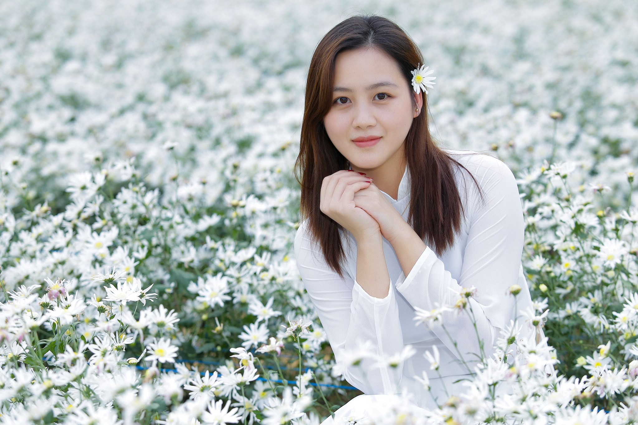 Fall in love with white daisy gardens when winter comes in Ninh Binh