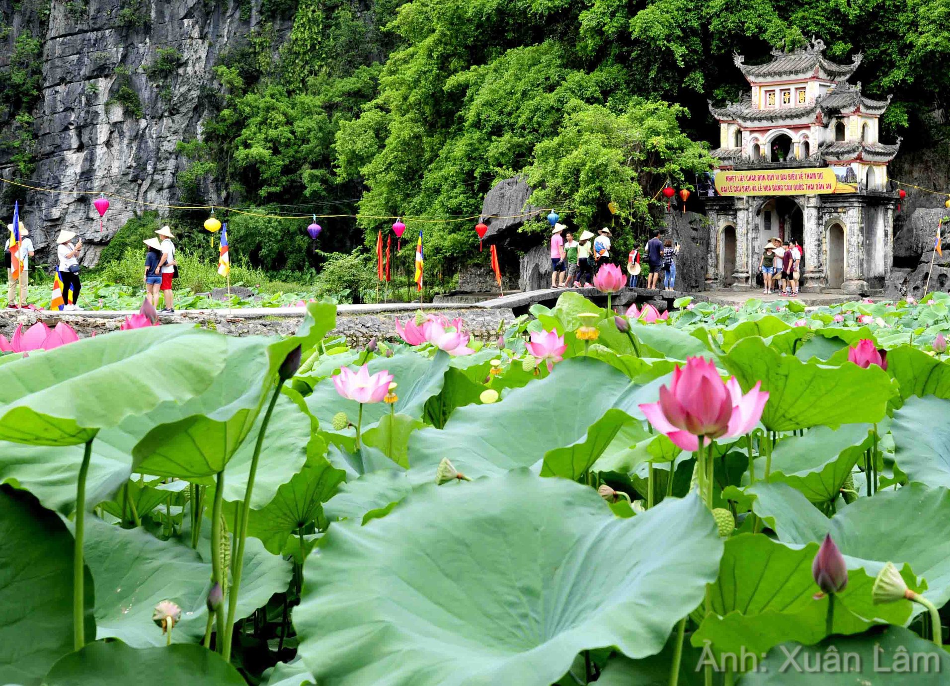 Tam Coc - Bich Dong lotus season - irresistible fairytale beauty