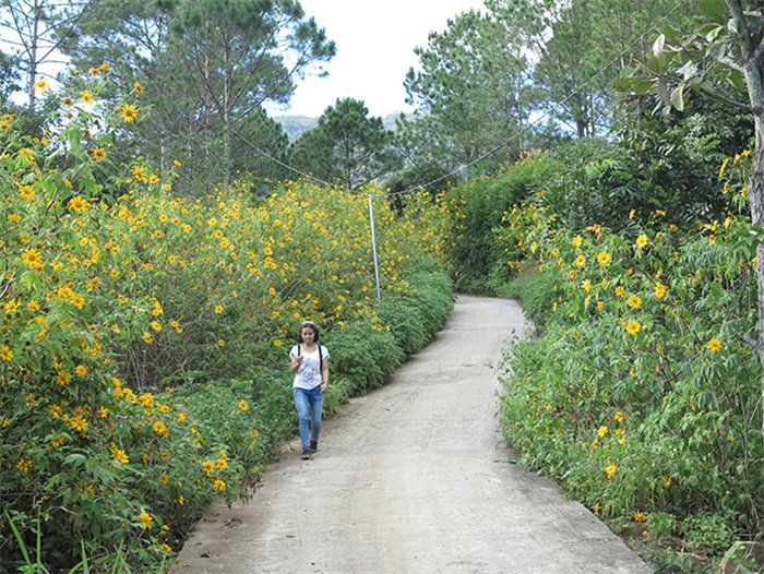 Da Lat wild sunflowers in bloom
