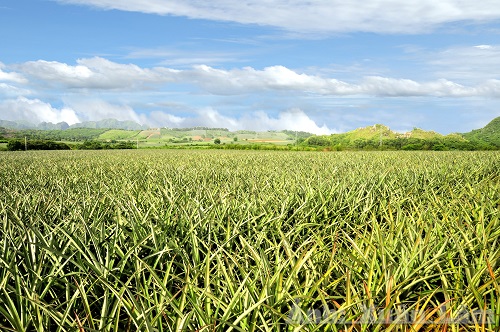 Dong Giao pineapple hills, Tam Diep - new places should 