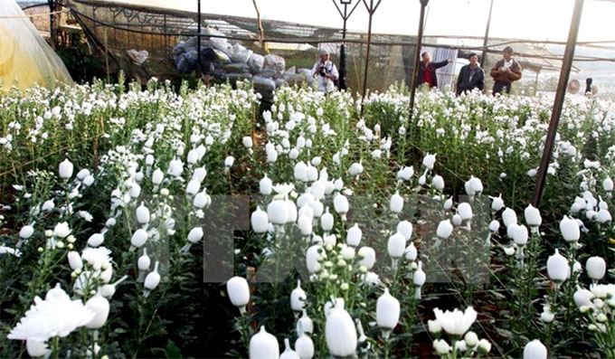 Da Lat flower festival to feature numerous activities