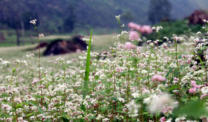 Flower festival to open in Ha Giang