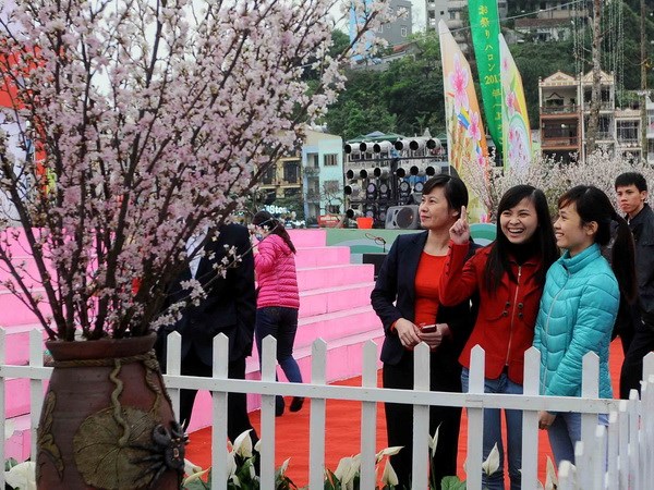 Cherry blossom festivals to open in Ha Long and Da Nang 