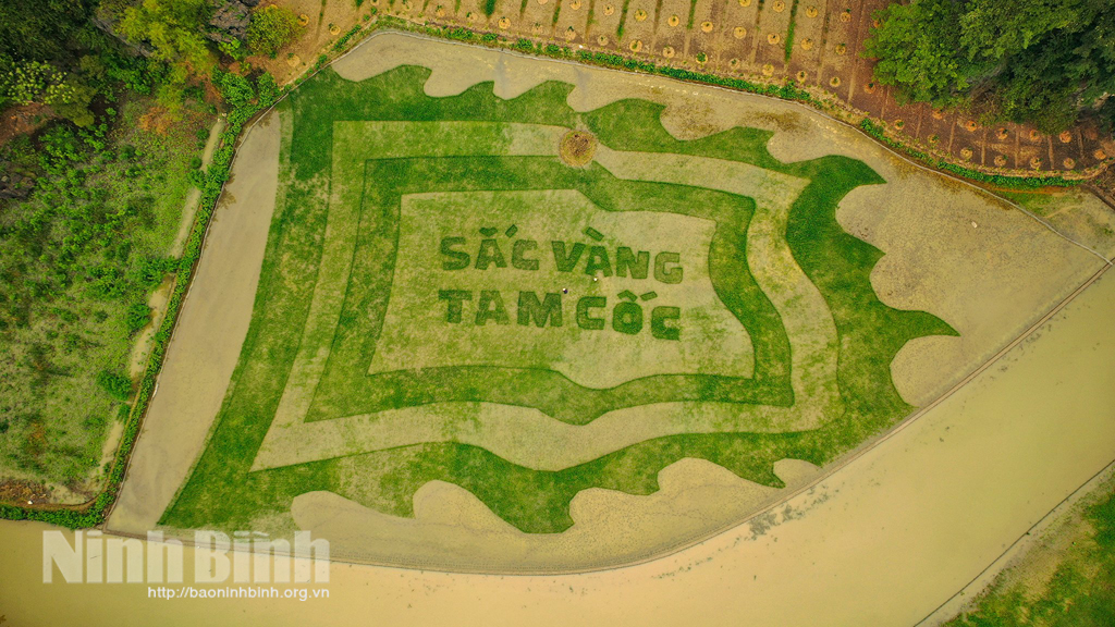 Amazing Tam Coc rice field welcomes Tourism Week 