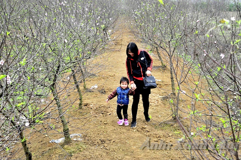 Dong Son village in peach blooming season