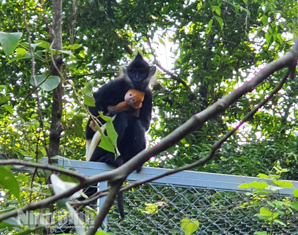 First Delacour langur baby born in Trang An complex