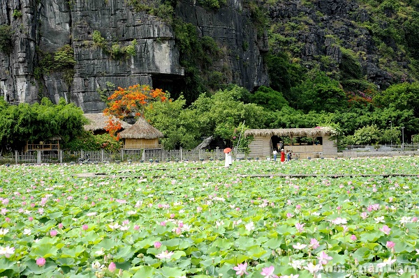 Lotus season blooming in Ninh Binh