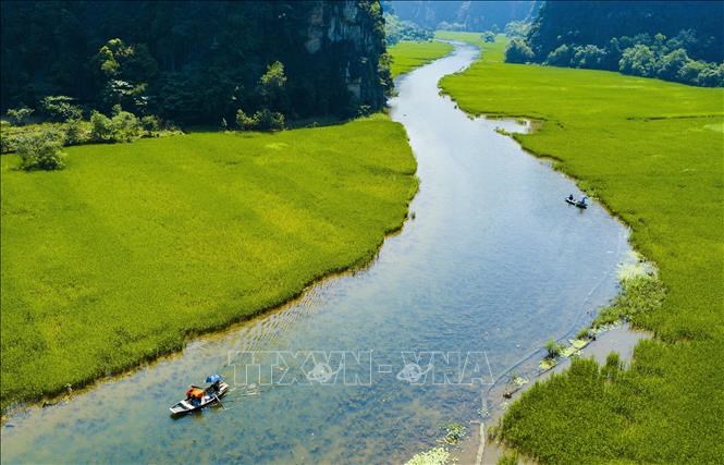 Captivating golden ripe rice fields in Ninh Binh