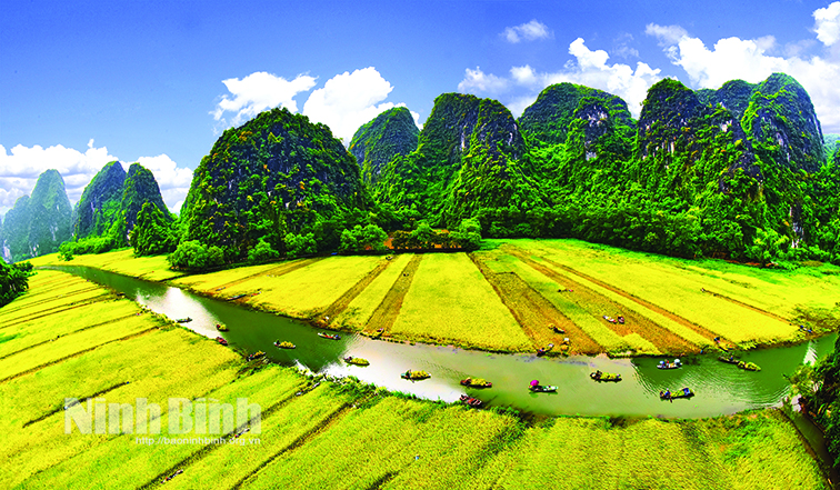 Paddling amidst yellow ripening paddy fields in Tam Coc