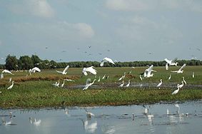 Dong Thap : l'afflux touristique en hausse de 35 %