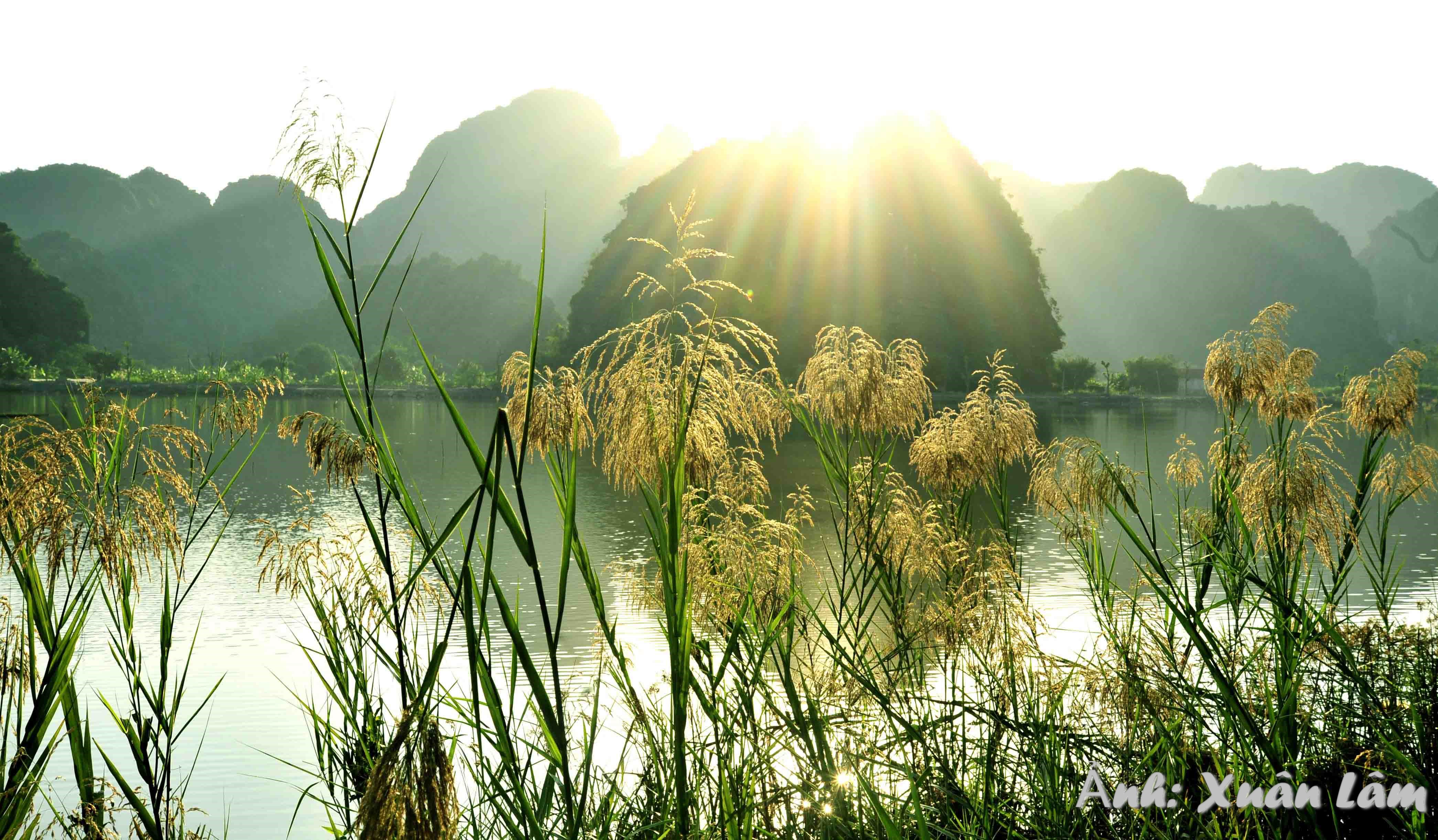 La beauté poétique des champs de roseaux