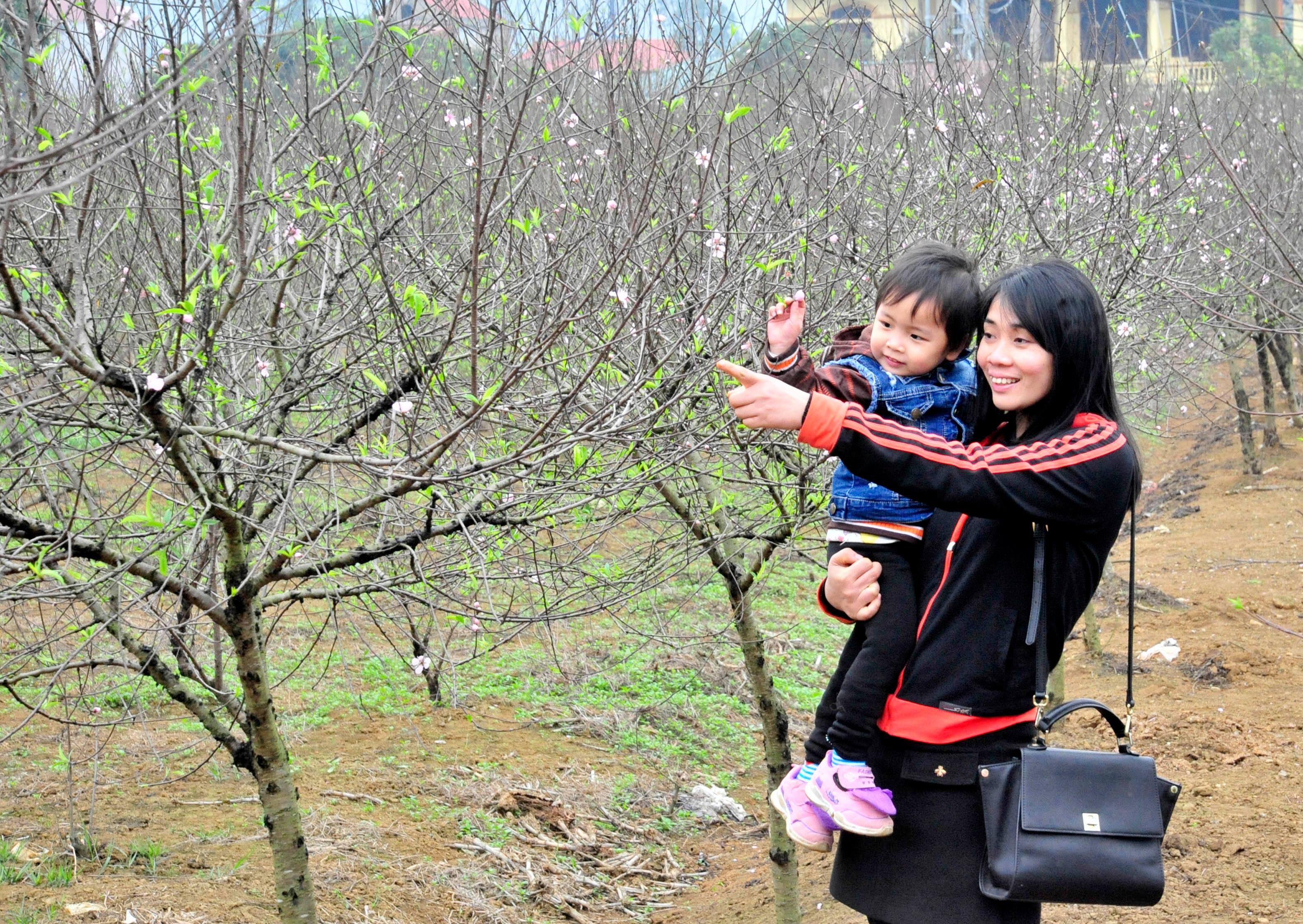 Les saisons de fleurs à Ninh Binh