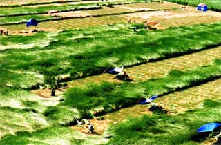 Nghề cói Kim Sơn