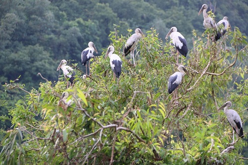 Về Ninh Bình khám phá Đảo cò Thung Nham