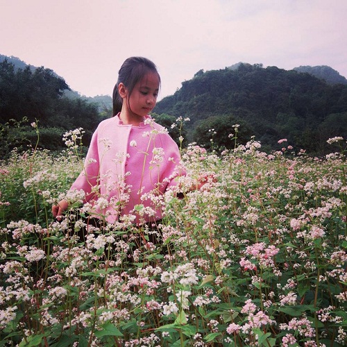 Ngỡ ngàng vẻ đẹp Hoa Tam Giác Mạch trên đất Ninh Bình