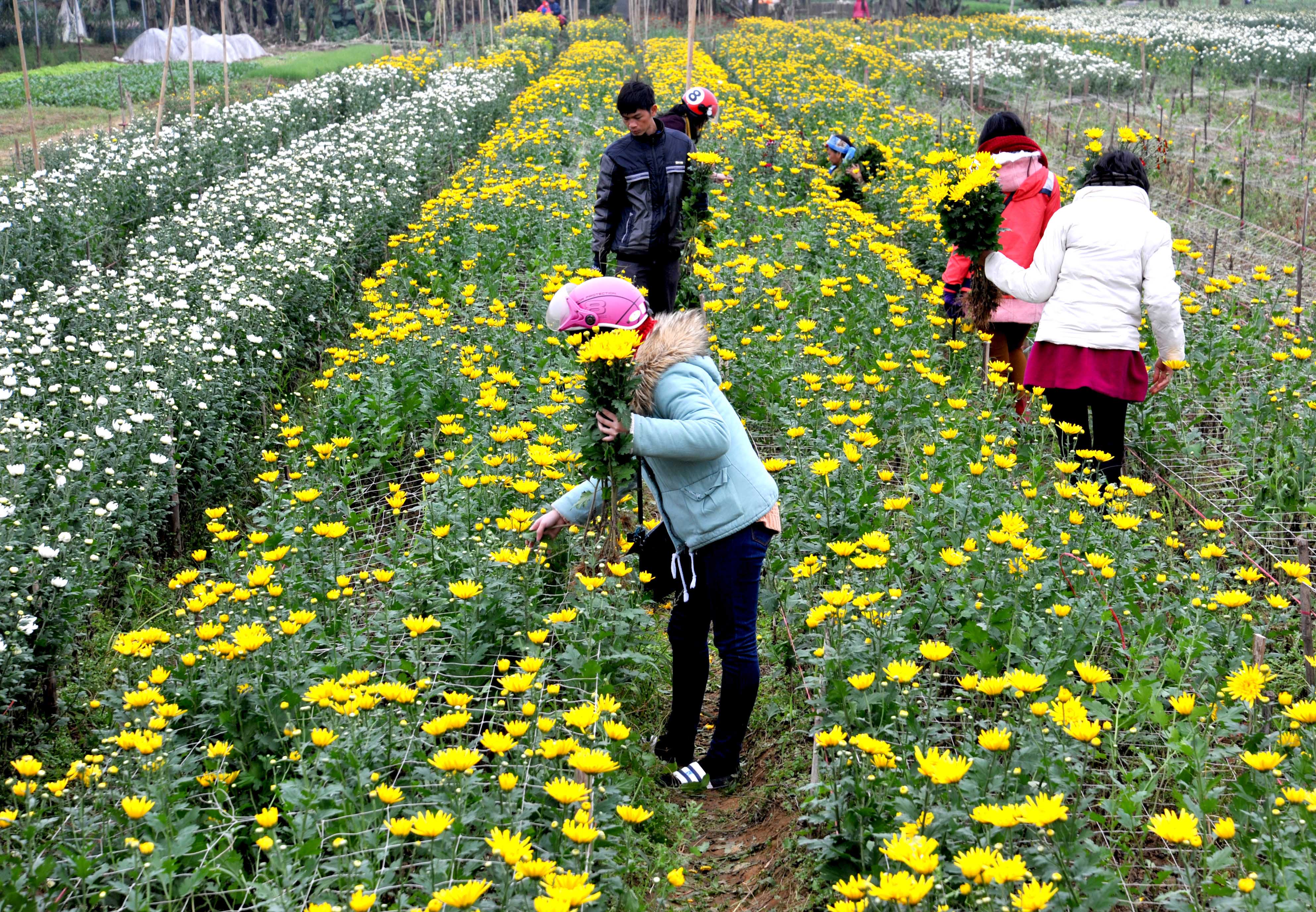 Về thăm làng hoa Ninh Phúc những ngày xuân cận kề