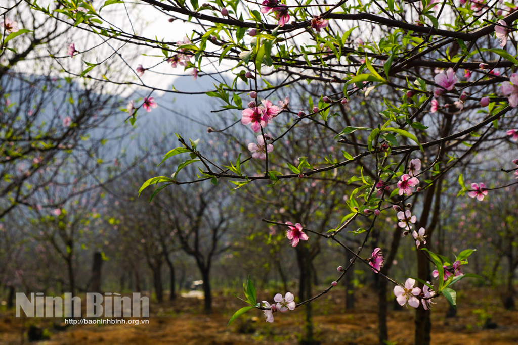 Về Đông Sơn, ngắm sắc đào phai