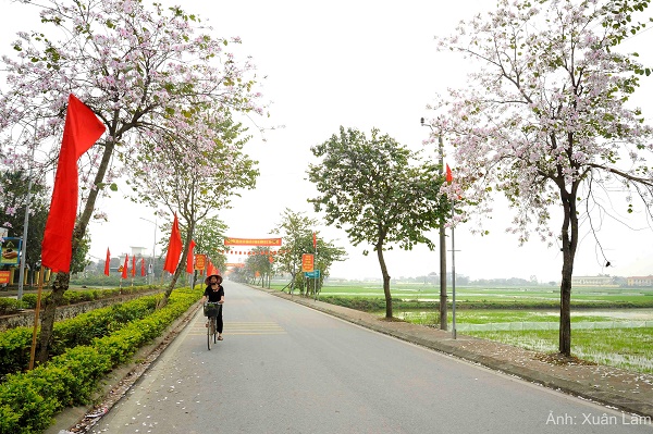 Hoa Ban – rực rỡ giữa lòng thành phố