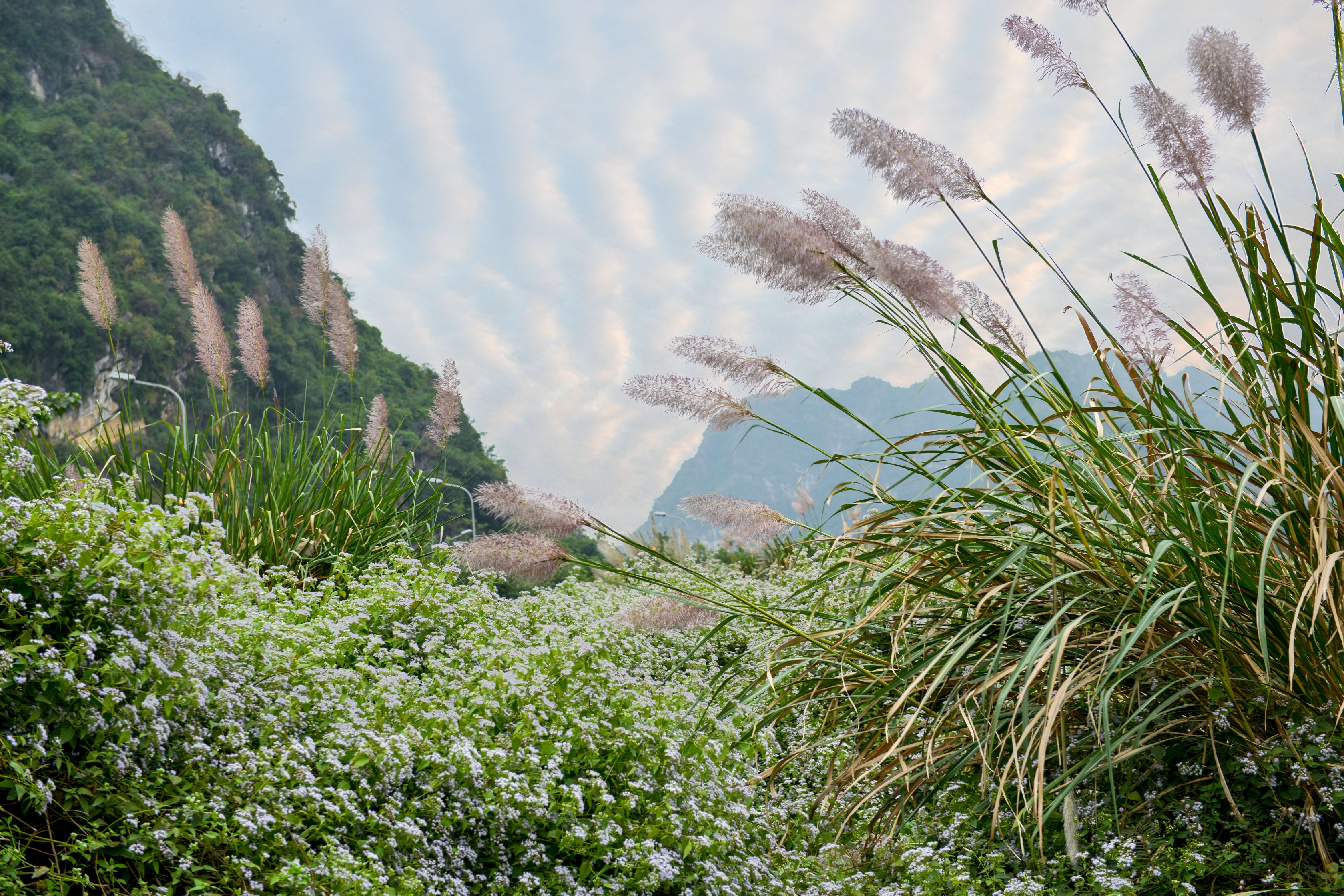 Tràng An mùa hoa Lau trắng nở