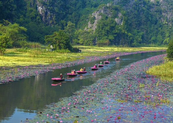 Sắc hồng Tam Cốc 2025 – Bản tình ca mùa Thu trên dòng Ngô Đồng