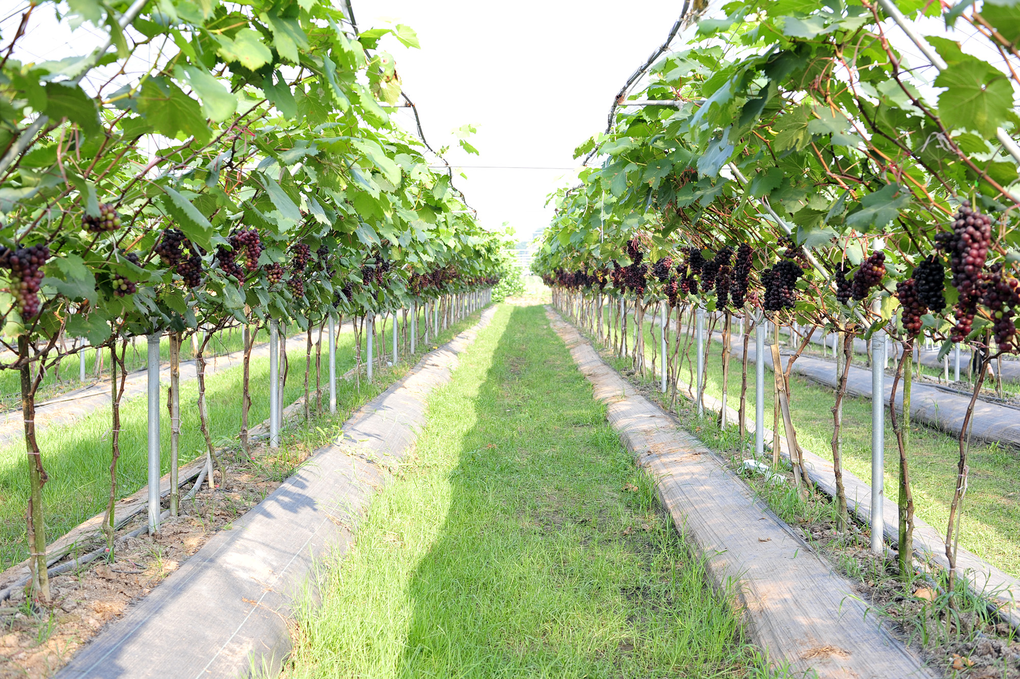 Vườn Nho ViFarm - Địa điểm “check in” hấp dẫn ở Ninh Bình