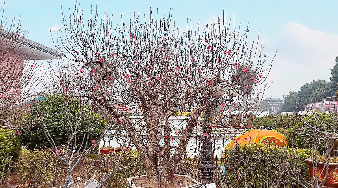 Sôi động Hội chợ hoa xuân Ất Tỵ 2025